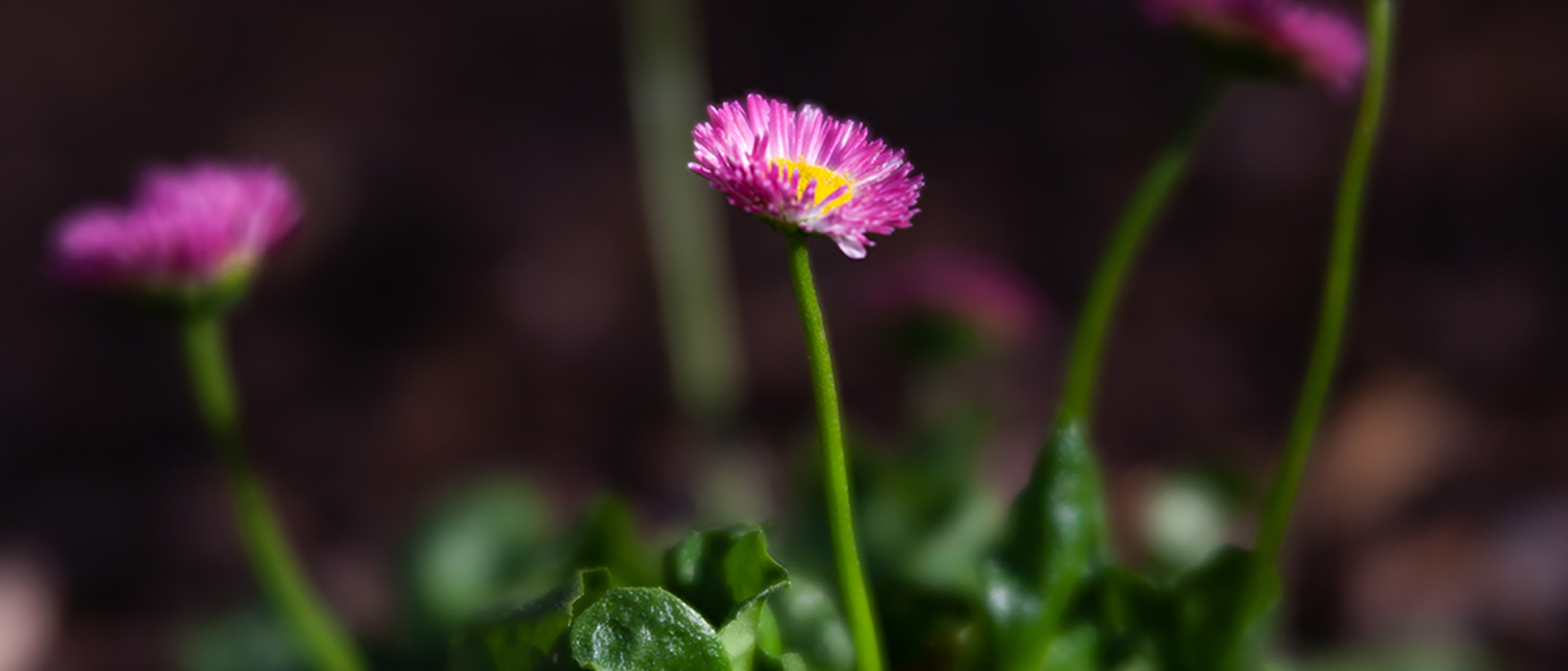 Bellis perennis