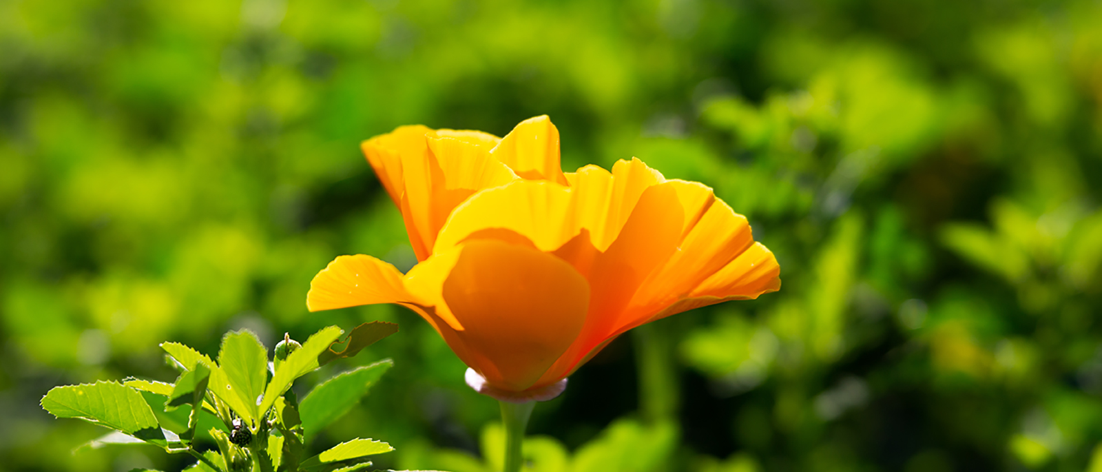 CA Poppy 