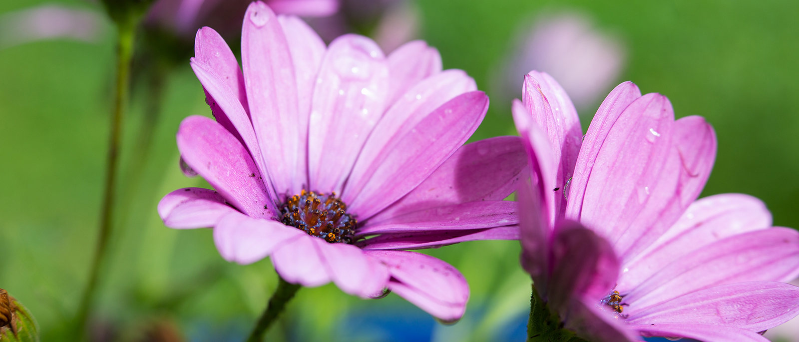 Osteospermum