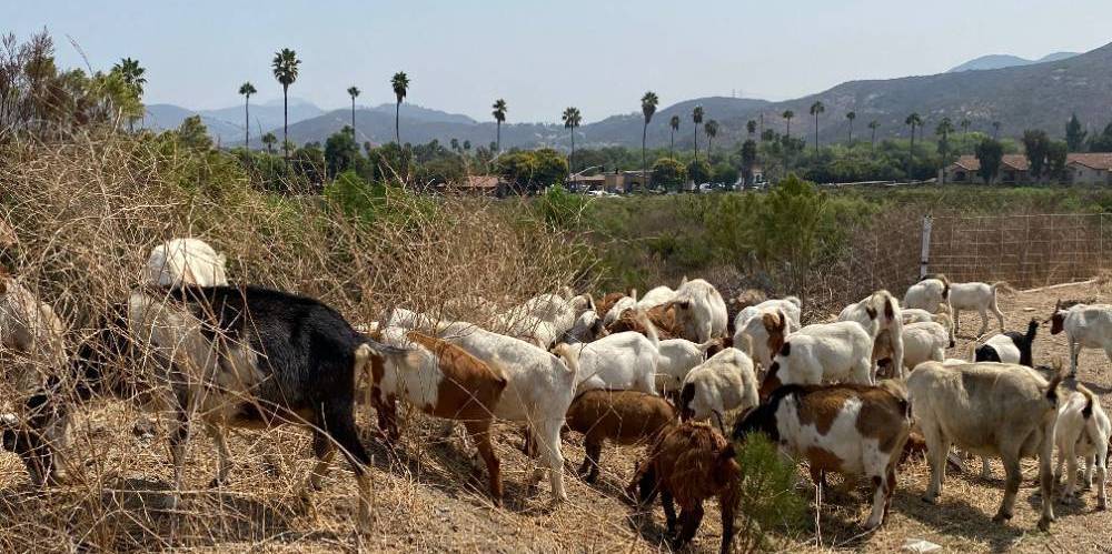 Group of goats 